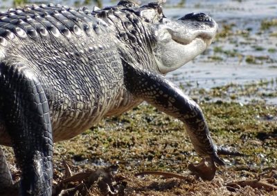 Close Up of Alligator entering Marsh