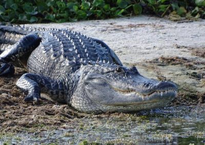 Alligator on Marshbank