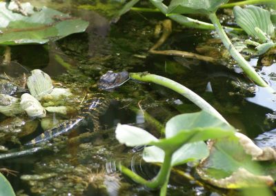 Baby Alligator in Water