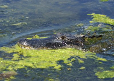 Alligator poking head above water