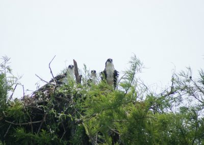 Three Hawks in Nest