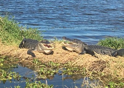 Two Alligators on grassy area