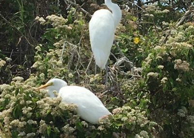 Two Egrets sit in tree