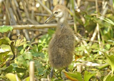 Baby Chick in Grassy Area
