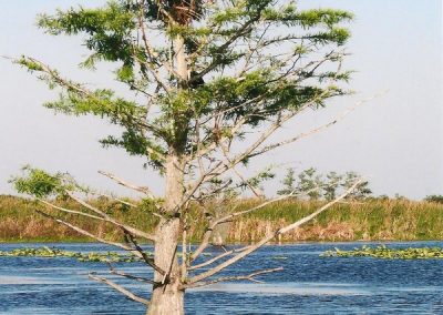 Hawk in nest in waterlogged tree