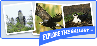 Photos of an Osprey, Snail Kite, and Black-necked Stilt from Captain Bob's Airboat Adventures with an "Explore the gallery" banner.